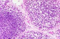 Thymus x100